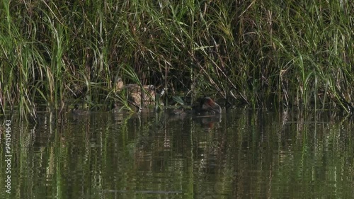 カイツブリの親子