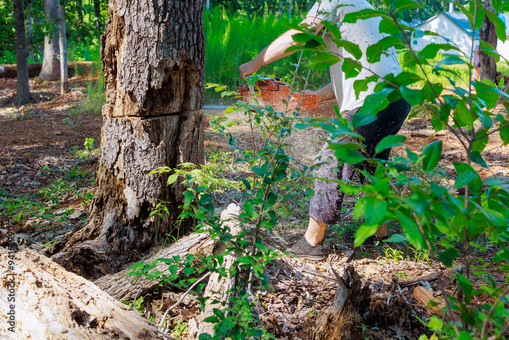 Forester saws down an old damaged large tree with chainsaw in order to prune it sanitary Forester saws down an old damaged large tree with chainsaw in order to prune it sanitary