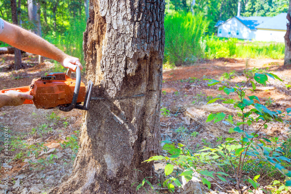 Fototapeta premium Chain sawing old damaged large trees by forest worker performing sanitary pruning