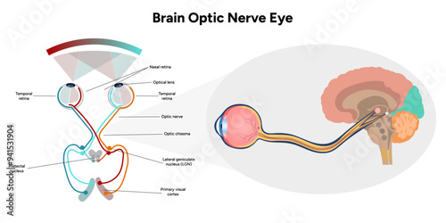 Brain optic nerve eye and eye anatomy	