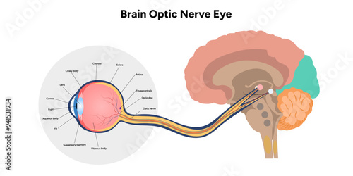 Brain optic nerve eye and eye anatomy	