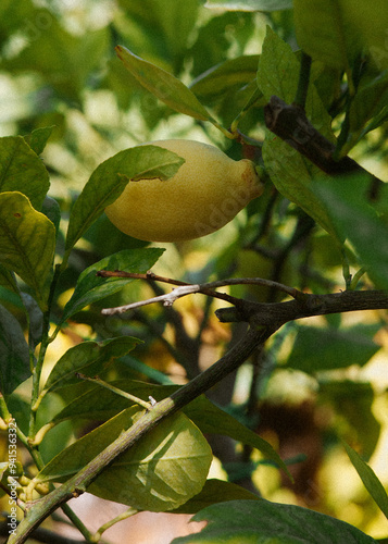 citrus on the tree