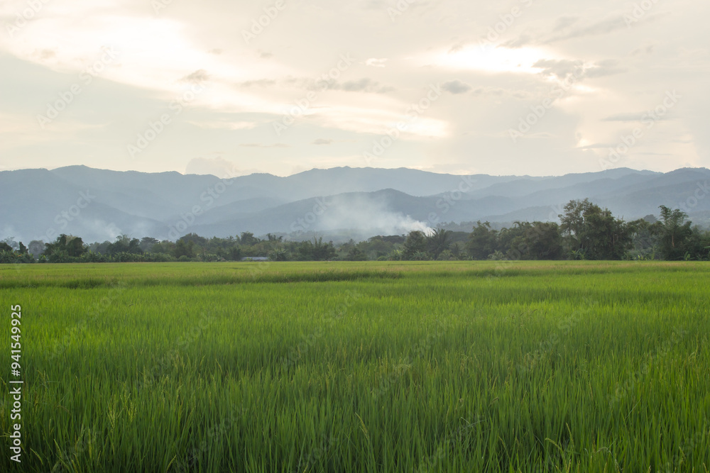 Obraz premium green rice field in countryside Thailand
