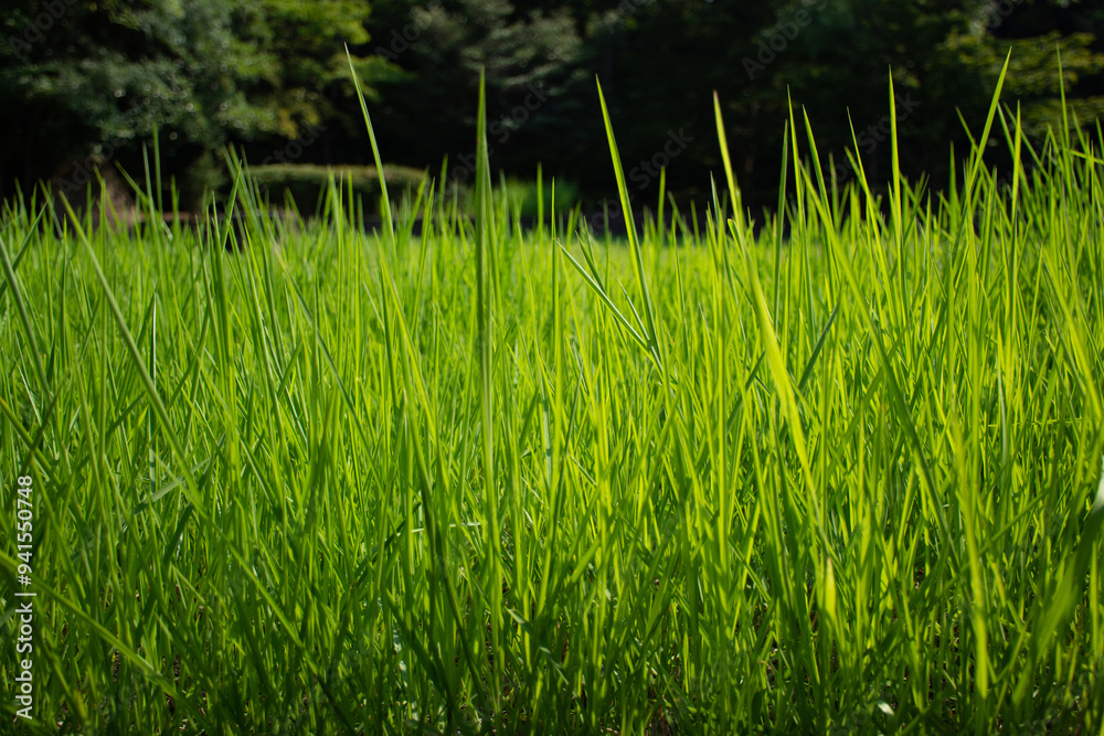 夏の草と森 夏の草と森