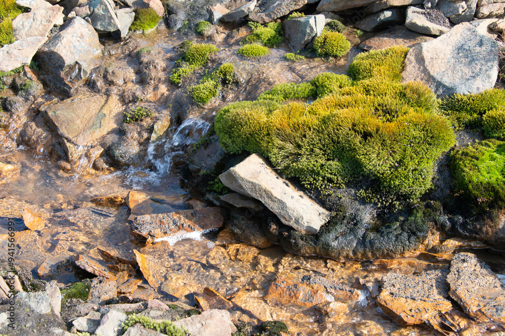 mousse, lichen , Longyearbyen, Spitzberg, Svalbard, Norvège mousse, lichen , Longyearbyen, Spitzberg, Svalbard, Norvège