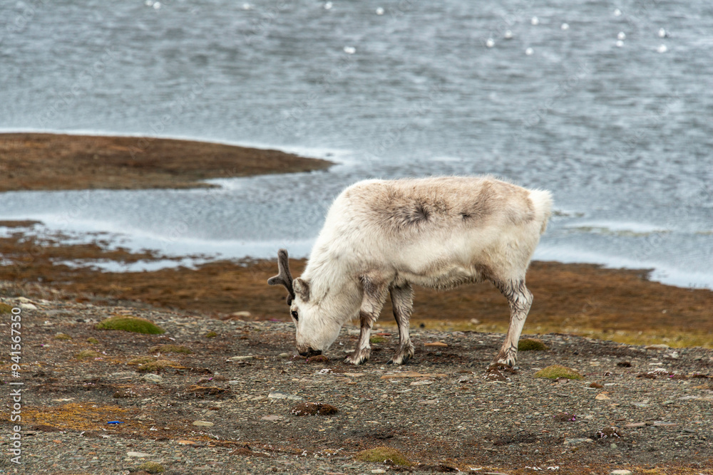Fototapeta premium Renne du Spitzberg, Renne de Svalbard, Rangifer tarandus platyrhynchus, Spitzberg, Svalbard, Norvège