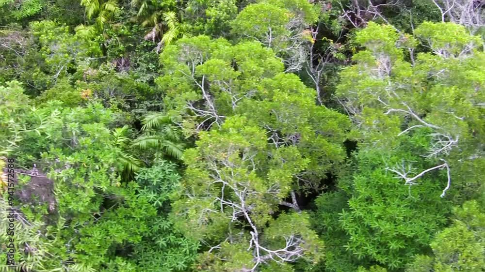 Aerial view of Kuranda forest on a sunny day