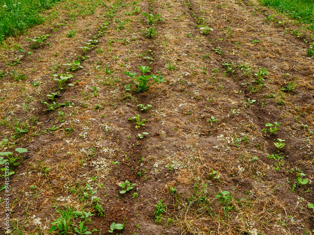 Garden with vegetables in a grass field. Rural country area. Growing organic products for food consumption. Agriculture and farming industry. Nobody. Country style life. Garden with vegetables in a grass field. Rural country area. Growing organic products for food consumption. Agriculture and farming industry. Nobody. Country style life.