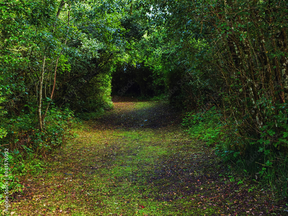 Naklejka premium A tunnel like path through a forest with trees on either side. The path is covered in leaves and dirt and creates drama and tension. Scene in a park.