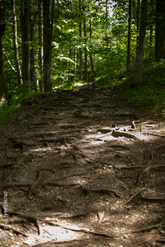 A tranquil forest path with exposed tree roots, dappled sunlight filtering through lush green foliage, inviting exploration and connection with nature. Ideal for outdoor enthusiasts and lovers of sere photo