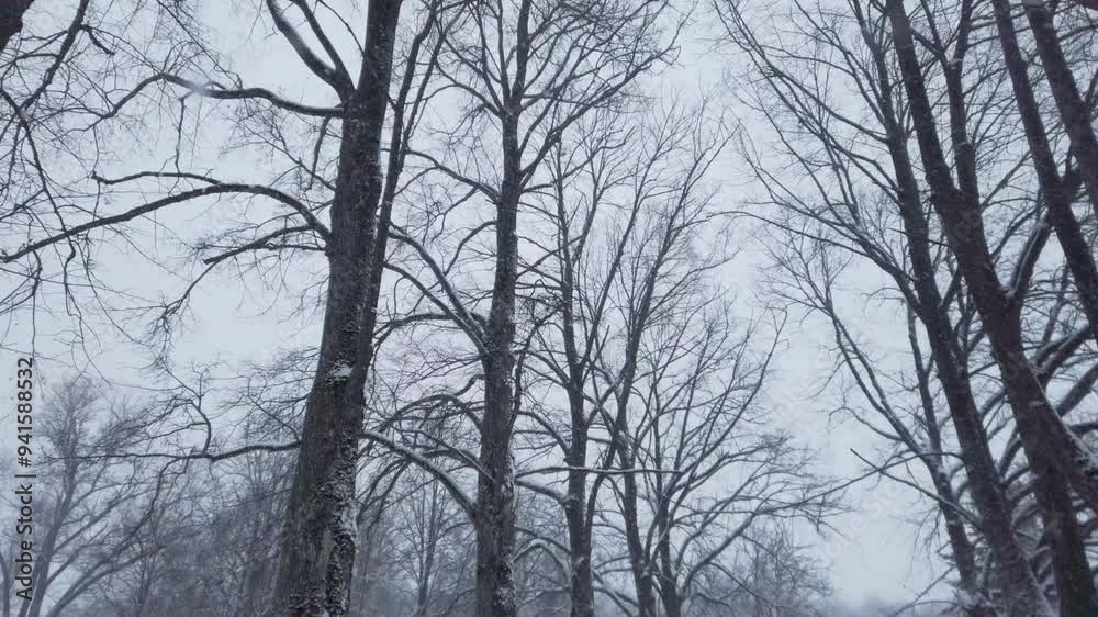 Slow motion snow in a beautiful winter forest, fresh white snow on trees Slow motion snow in a beautiful winter forest, fresh white snow on trees