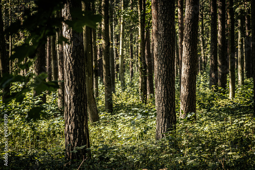 A serene forest scene featuring tall trees with textured bark, illuminated by dappled sunlight. The dense underbrush is rich in greenery, adding depth and vibrancy to the natural environment.