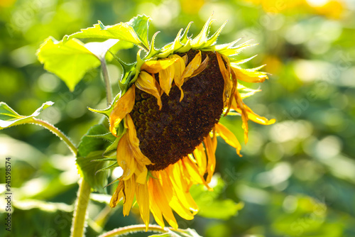 withered sunflower in the field, beginning of autumn