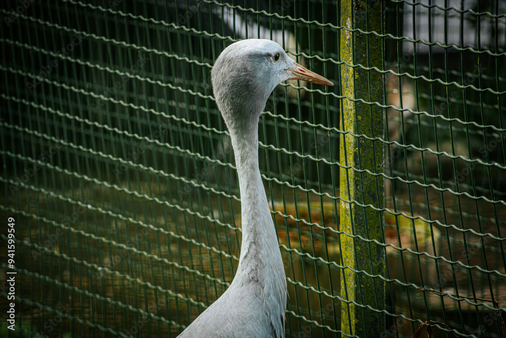 Naklejka premium A blue crane stands near a green wire enclosure fence, showcasing its slender neck and delicate beak. The bird's light blue-grey plumage contrasts with the dark green of the fence