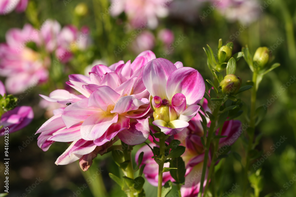 pink dahlia in the field, dahlias belong to the daisy family (Asteraceae). red pink dahlia in the field, dahlias belong to the daisy family (Asteraceae). red