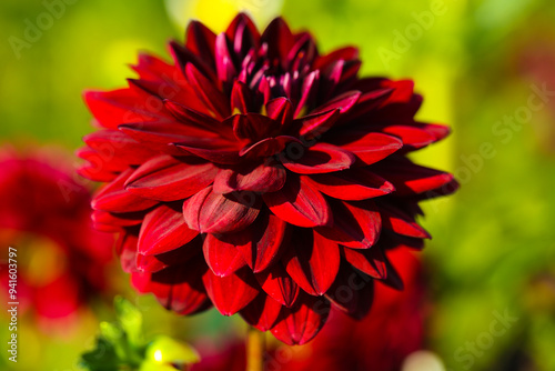 red dahlia in the field, dahlias belong to the daisy family (Asteraceae). red