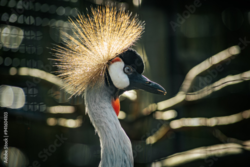 A grey crowned crane showcases its distinctive golden crown of feathers, gracefully curving its neck. The bird's black, white, and grey plumage contrasts beautifully with the surrounding foliage photo