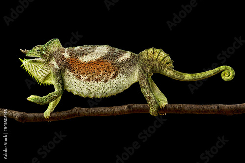 Angry four-horned chameleon (Trioceros quadricornis) male photo