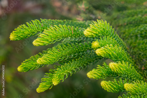 close up of araucaria biramulata plant leaf. conifer species plant from the Araucariacea family. green plant background.