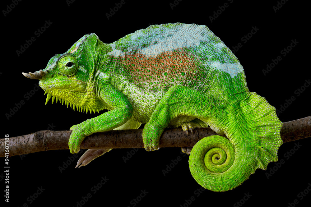 Obraz premium four-horned chameleon (Trioceros quadricornis) male