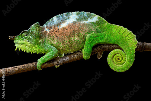 Four-horned chameleon (Trioceros quadricornis) male