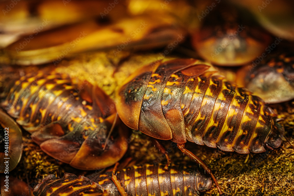 A detailed close-up of several cockroaches resting on a forest floor, showcasing their shiny, segmented bodies and intricate patterns. The earthy tones of their shells blend with the surrounding moss A detailed close-up of several cockroaches resting on a forest floor, showcasing their shiny, segmented bodies and intricate patterns. The earthy tones of their shells blend with the surrounding moss