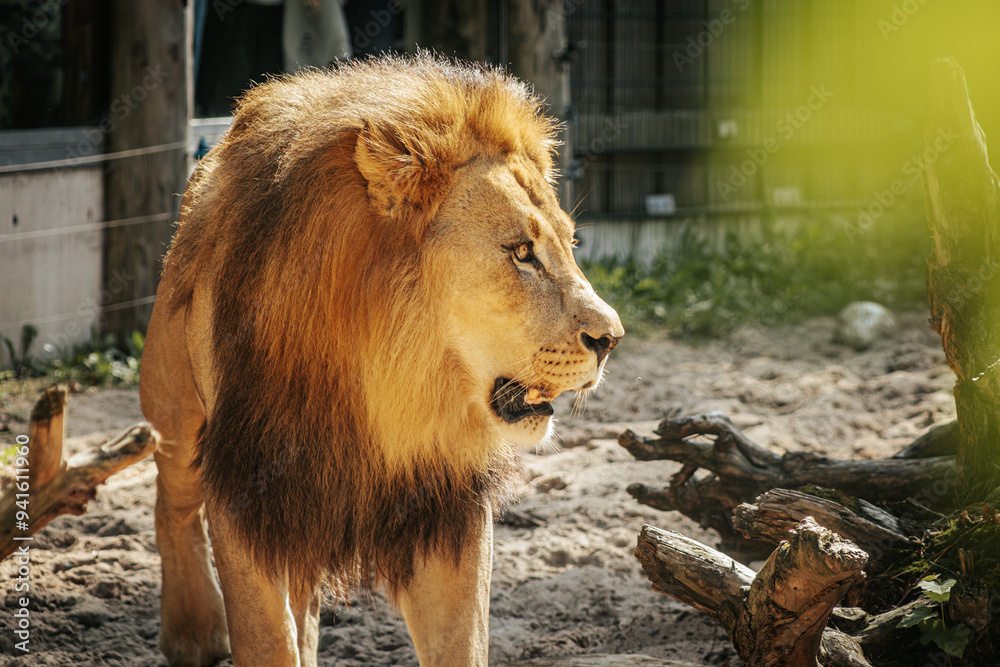 Obraz premium A regal lion rests on a sunlit rocky surface, displaying its impressive mane and powerful build. The lion's relaxed yet alert posture highlights its strength and dominance, with lush green foliage