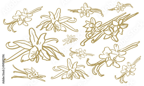 Isolated vector hand drawn set of vanilla. Vanilla sticks, vanilla flower and pods. Aroma, food. Hand drawn. Vector hand drawn illustration of orchid Flower and pods on isolated background. Sketch. 