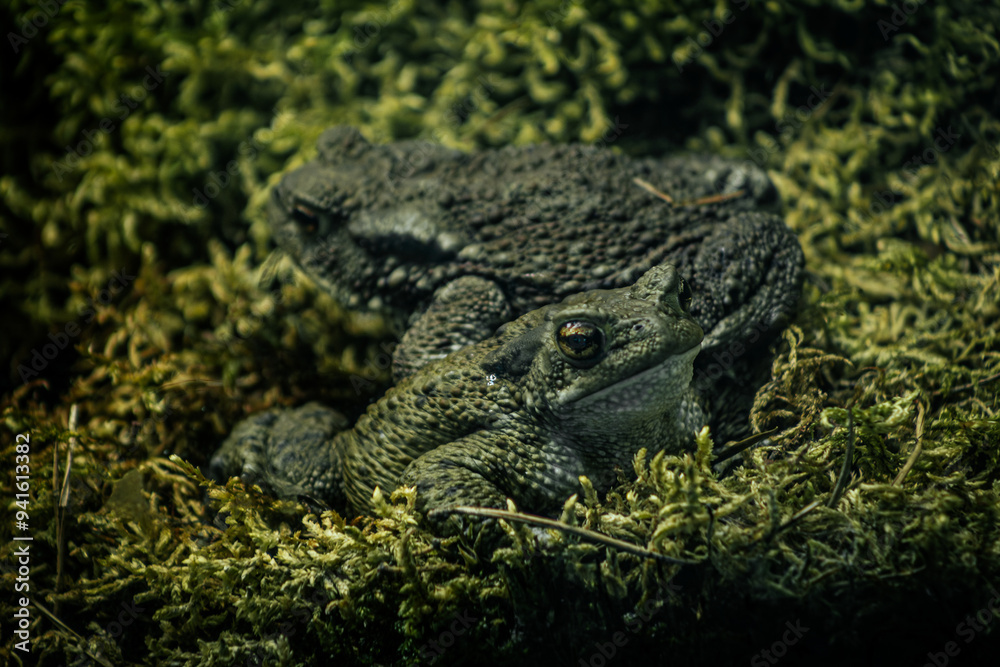 Obraz premium amphibian, animal, animal-eyes, animal-portrait, Toads resting on a moss covered surface, blending into their natural environment. Their textured, earthy skin provides excellent camouflage, with one t