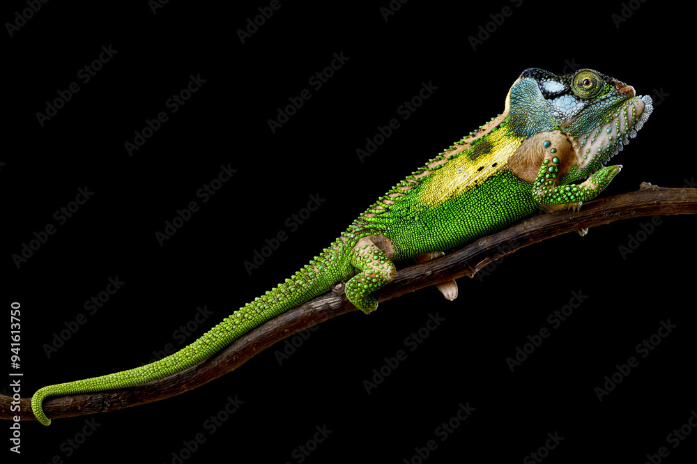 Fototapeta premium Knysna dwarf chameleon (Bradypodion damaranum)