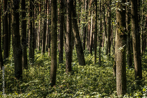 A serene forest scene featuring tall trees with textured bark, illuminated by dappled sunlight. The dense underbrush is rich in greenery, adding depth and vibrancy to the natural environment.