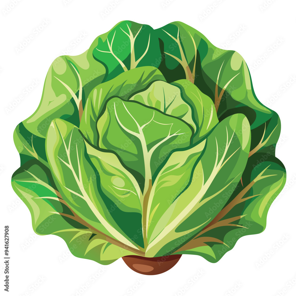 Obraz premium Minimalist Lettuce Vector on White Background – Cartoon Line Art