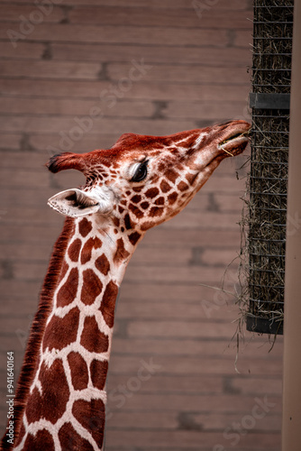 Canvas Print giraffe