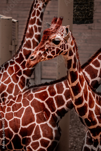 Photography giraffe