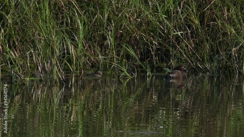 カイツブリの親子