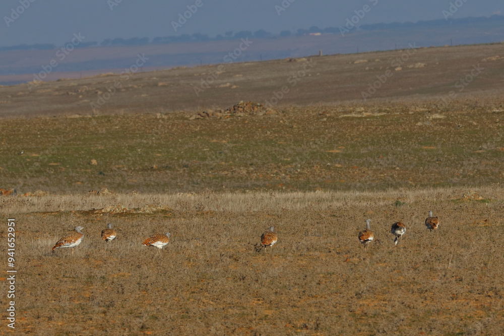 great bustard great bustard