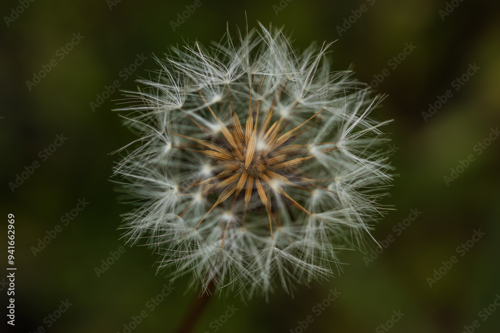 dandelion seeds close up in overcast lighting dandelion seeds close up in overcast lighting