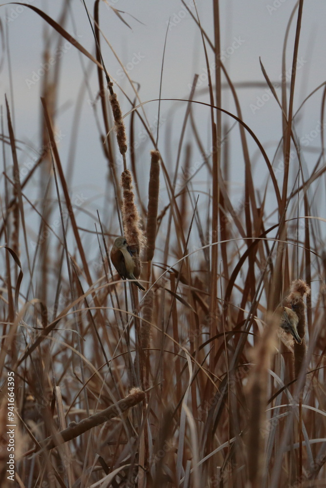 Fototapeta premium penduline tit