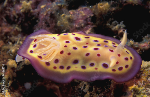 Nudibranch Malaysia South Pacific