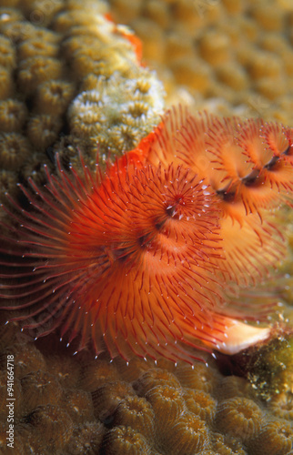 Christmas Tree Worm photo