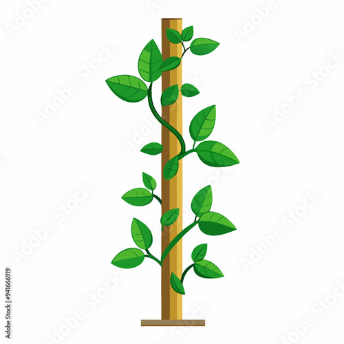 Money plant climber plant stems wrapping