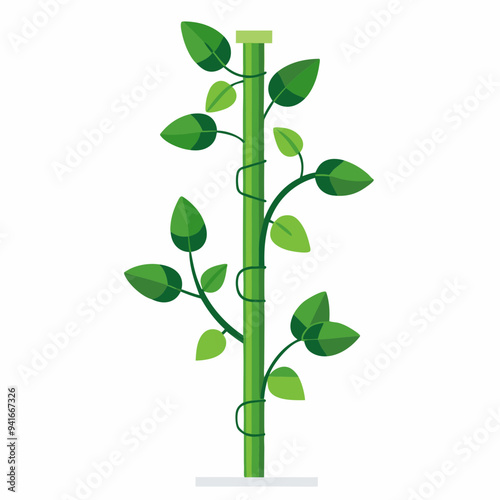 Money plant climber plant stems wrapping