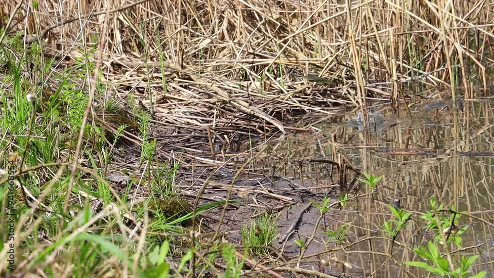 Frogs sitting at the edge of a pond and jumping in the water in slow motion Frogs sitting at the edge of a pond and jumping in the water in slow motion
