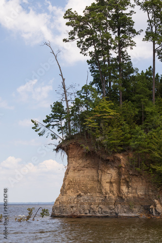 tree on the shore