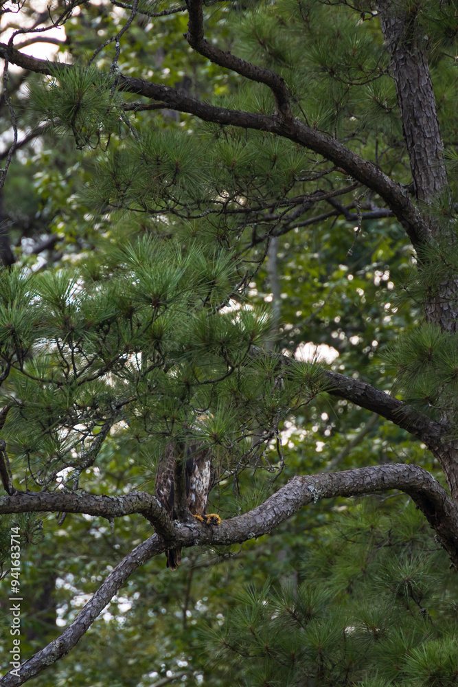 Fototapeta premium Juvenile Bald Eagle in a tree