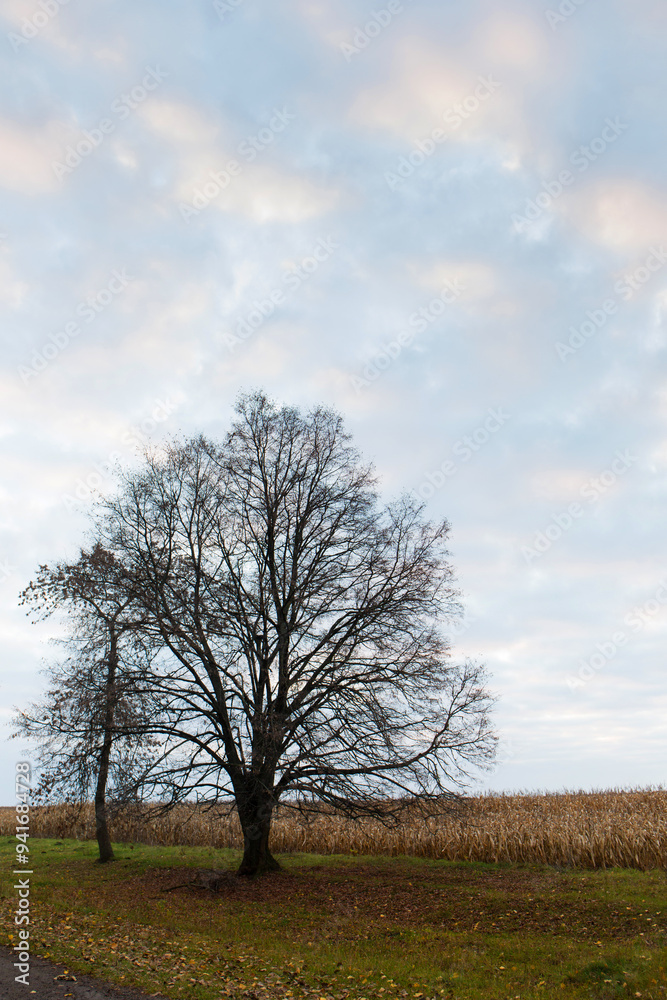 Obraz premium A tree without leaves in late autumn at dawn