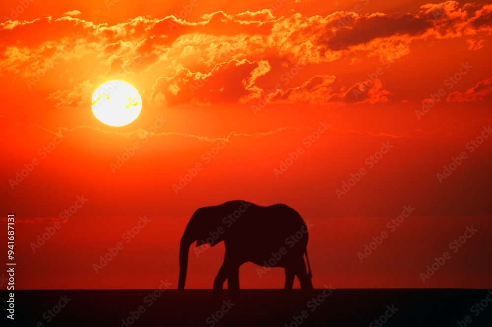 Fototapeta premium Elephant Silhouette