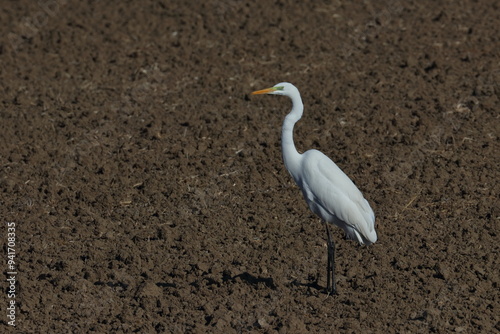 egret photo