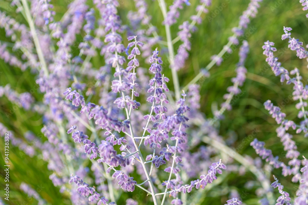Beautiful purple flowers of Salvia yangii, close-up. Perovskia atriplicifolia. Beautiful purple flowers of Salvia yangii, close-up. Perovskia atriplicifolia.