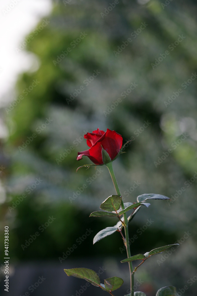 Red rose in the garden on the background of the green foliage.